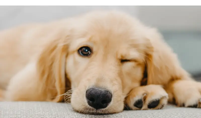 Neutering-Your-Golden-Retriever