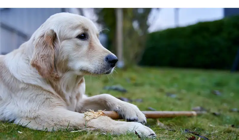 Stop-Golden-Retriever-From-Eating-Poop