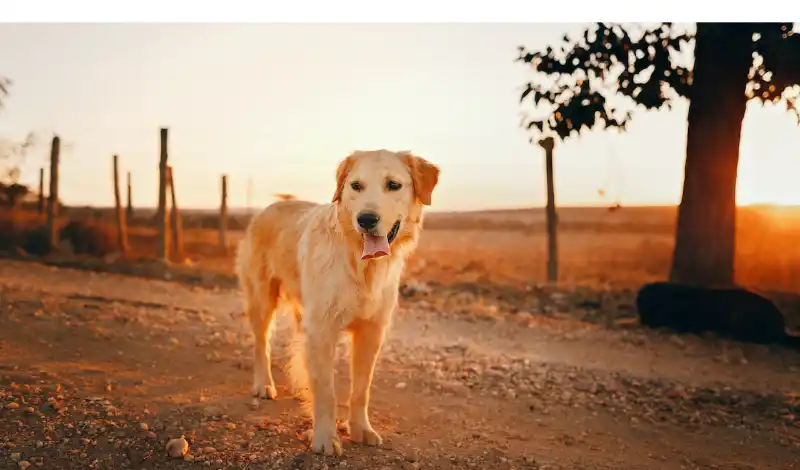 Temperature-Tolerance-in-Golden-Retrievers