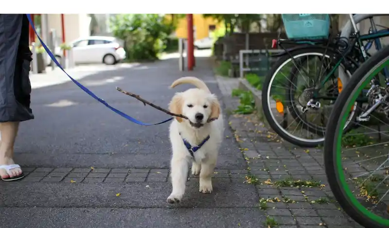 Train-Golden-Retriever-to-Walk-on-Leash