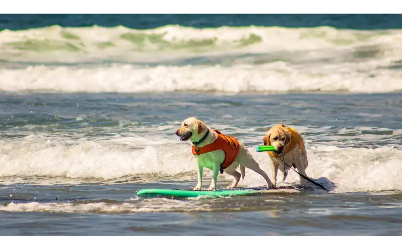 What-Golden-Retrievers-Like-To-Do