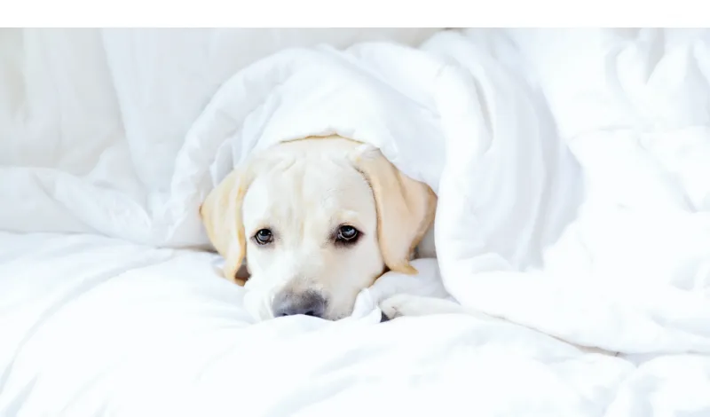 What-Temperature-Is-Cold-For-Labrador]