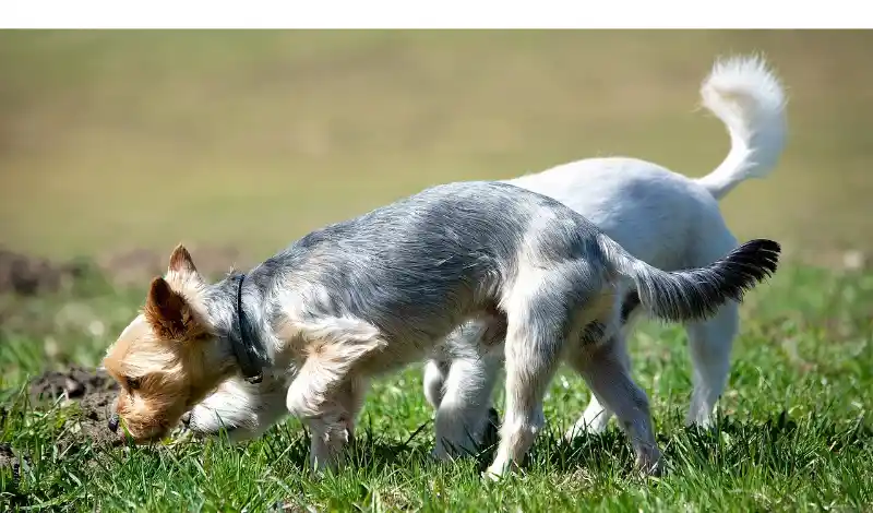 What-smell-do-dogs-hate