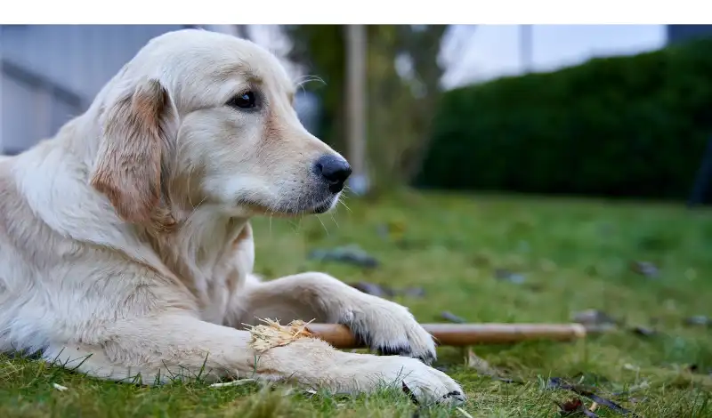 When-do-golden-retriever-calm-down
