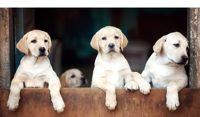 When-do-labrador-puppies-open-their-eyes