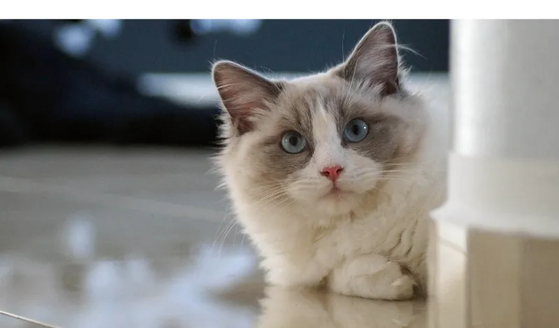 When-do-ragdoll-kitten-calm-down