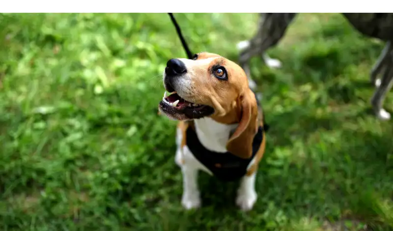Why-Do-Beagles-Fart
