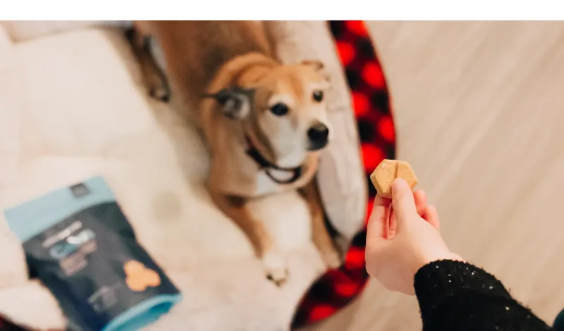 Why-Do-Dogs-Hide-Their-Treats