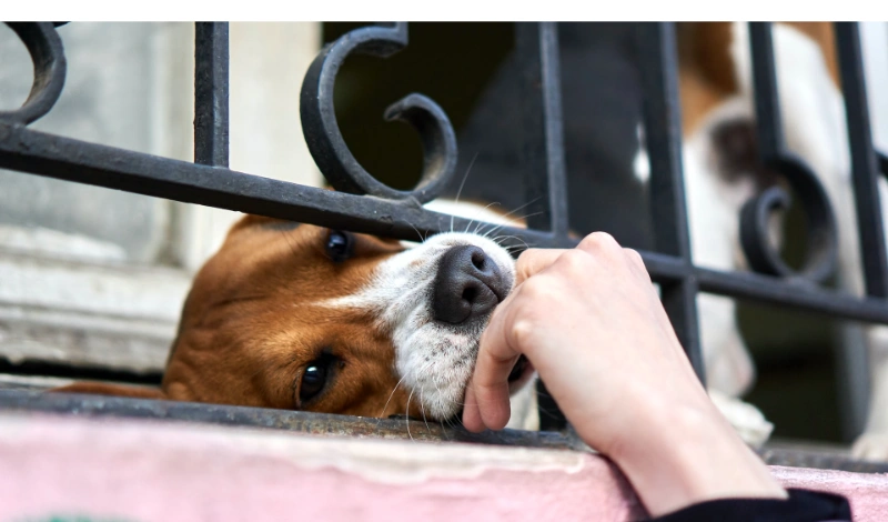 Why-Do-Some-Beagles-Have-Longer-Snouts