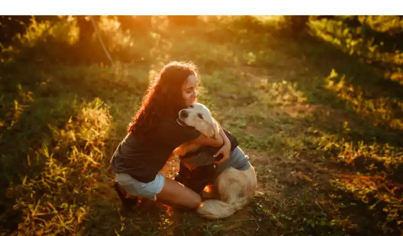 Why-Golden-Retriever-Follow-You-Everywhere