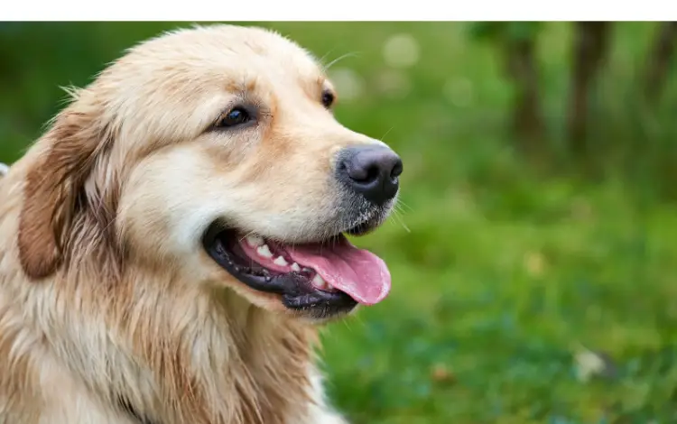 Why-Golden-Retriever-Panting-So-Much