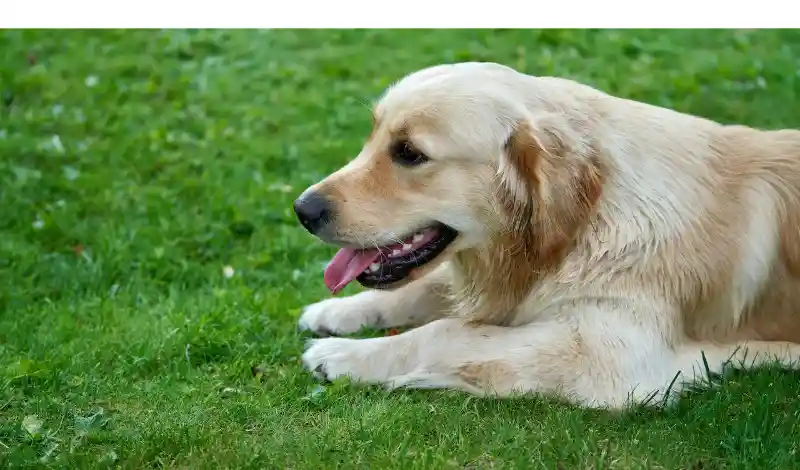 Why-Golden-Retrievers-Always-Hungry