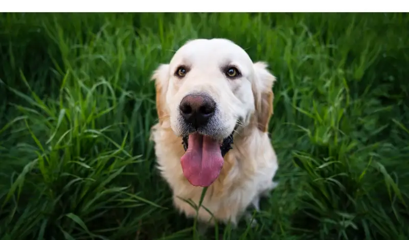 Why-Is-Golden-Retriever-Nose-Turning-Pink