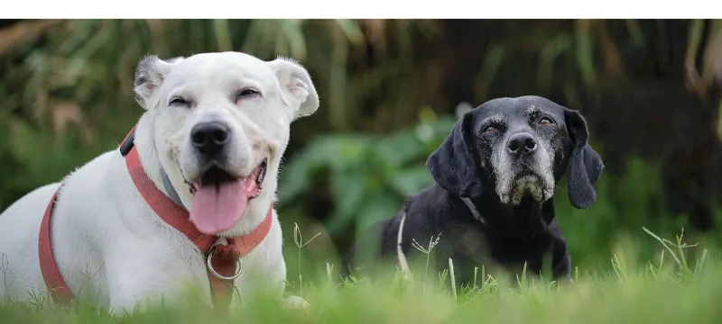 Why-Labrador-Retrievers-Are-The-Worst-Dogs