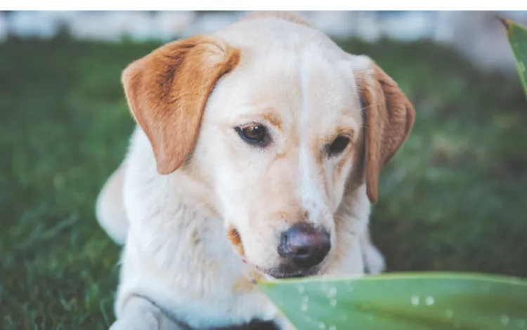 Why-Labradors-eat-so-fast