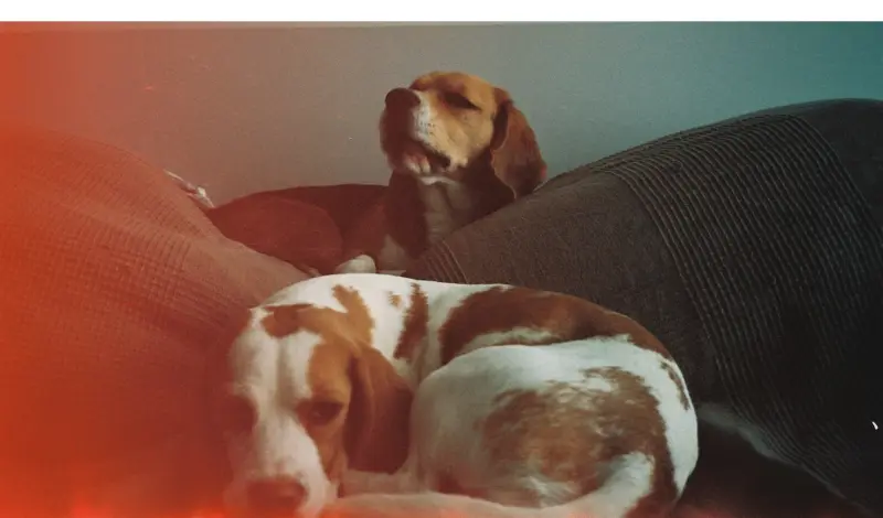 Why-do-beagles-sleep-under-the-covers