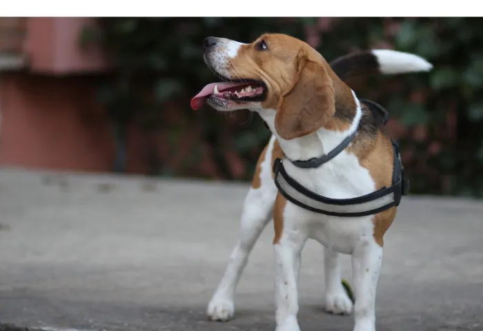 Why-is-beagle-shaking