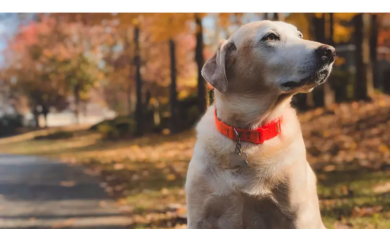 Why-labrador-Retrievers-Are-Popular