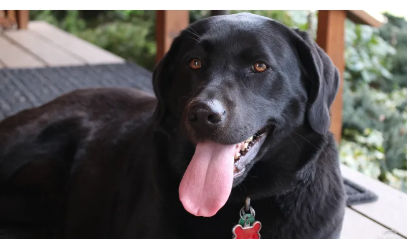 Why-labrador-retrievers-lick-so-muc