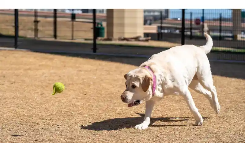 Why-labradors-are-hyperactive