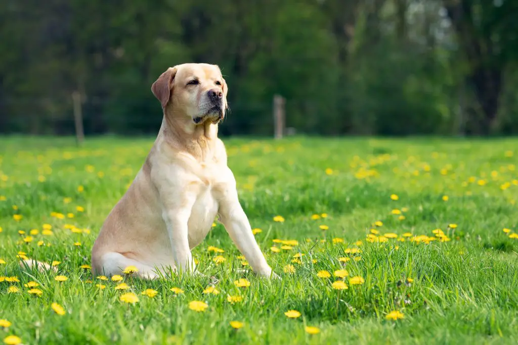 Will-labrador-retriever-barks-at-strangers