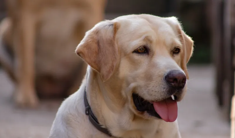 Will-labrador-retriever-protect-their-owner