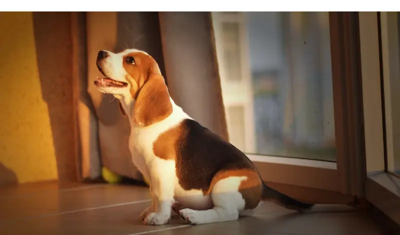 are-beagles-good-apartment-dogs