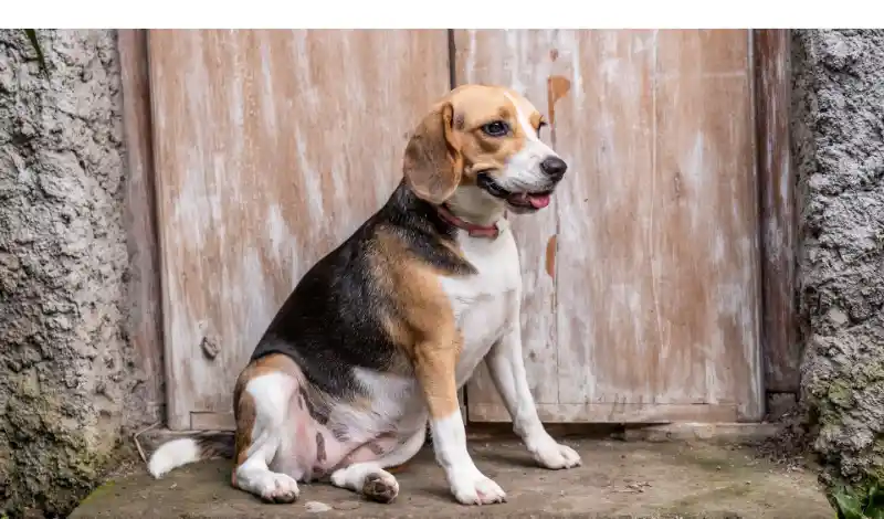 are-beagles-destructive
