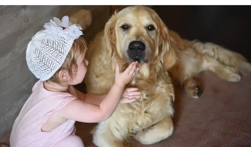 are-golden-retrievers-good-family-dogs