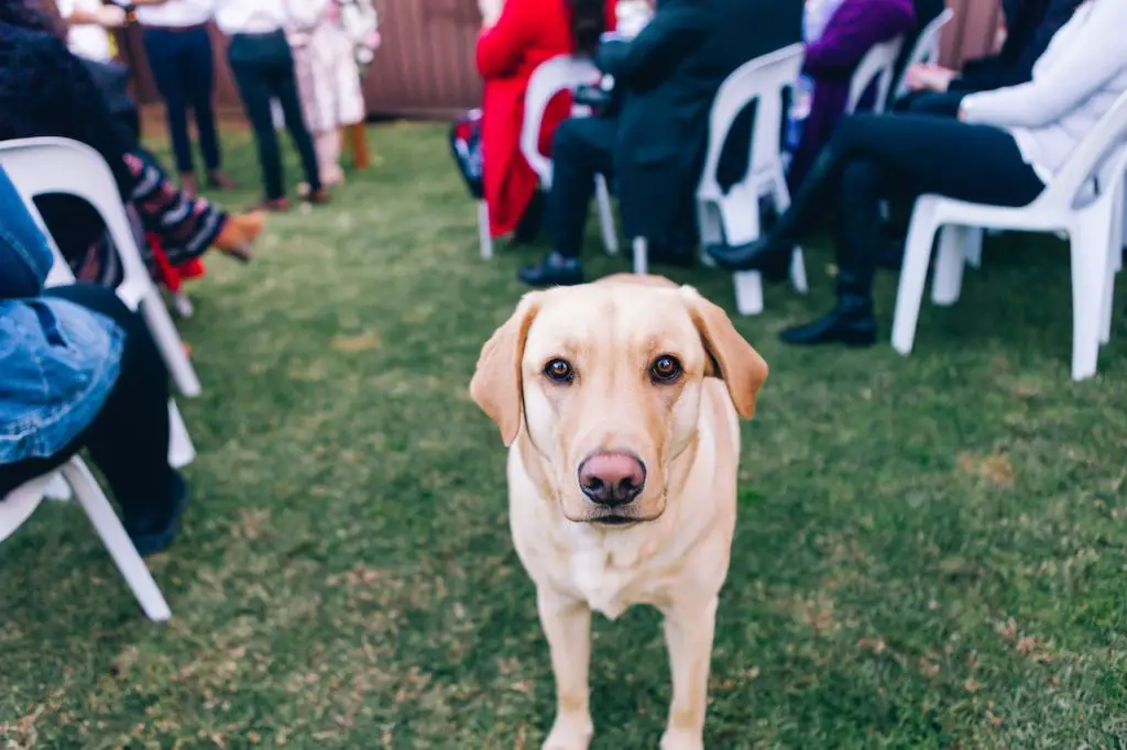 are-labradors-stubborn