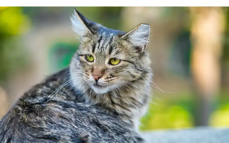 are-maine-coon-cats-agressive