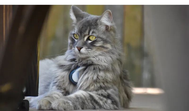 are-maine-coon-protective