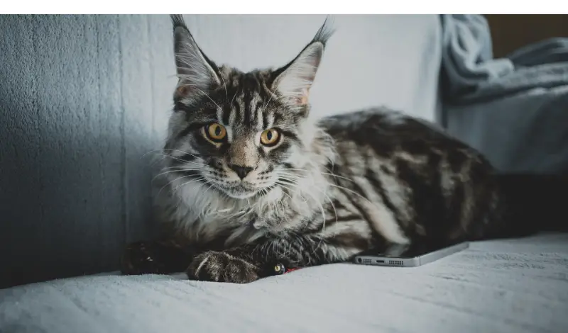 are-maine-coon-territorial