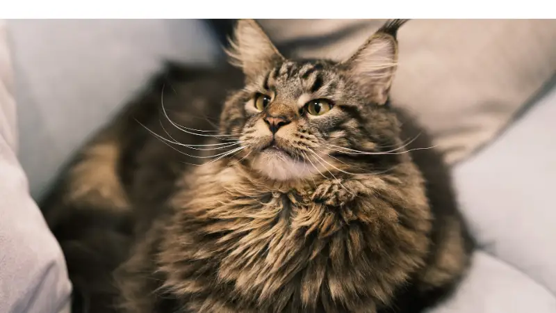 are-maine-coons-good-pets