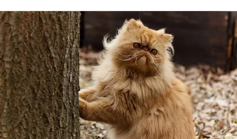 are-persian-cats-agressive