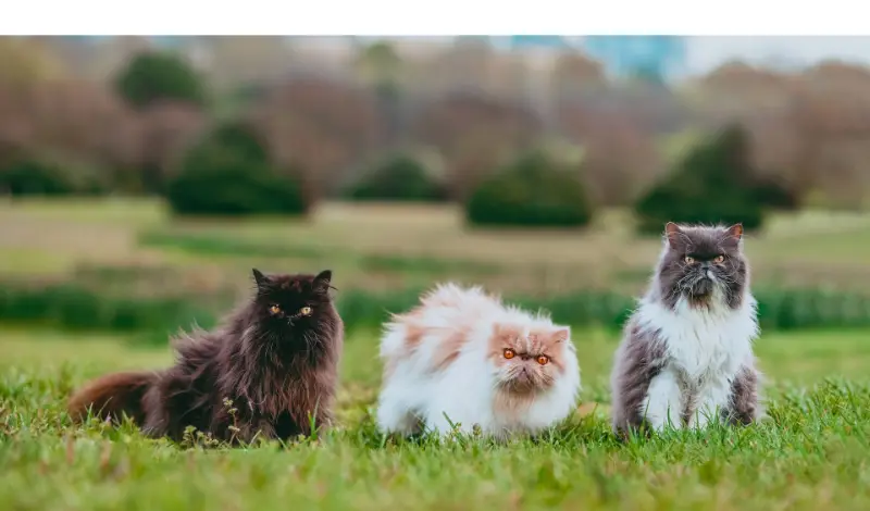 are-persian-cats-friendly-to-other-cats