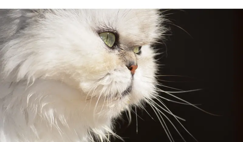 are-persian-cats-high-maintenance