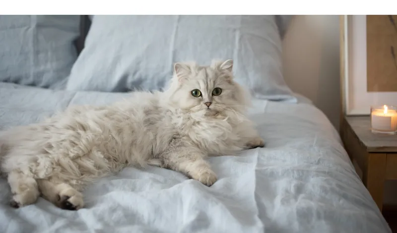 are-persian-cats-lazy