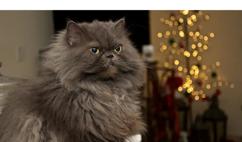 are-persian-cats-smart
