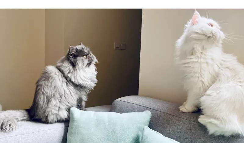 are-persian-friendly-with-other-dogs