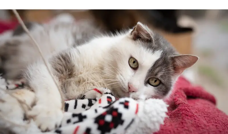 are-ragdoll-cats-high-maintenace