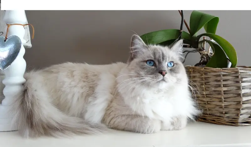 are-ragdolls-good-for-beginners