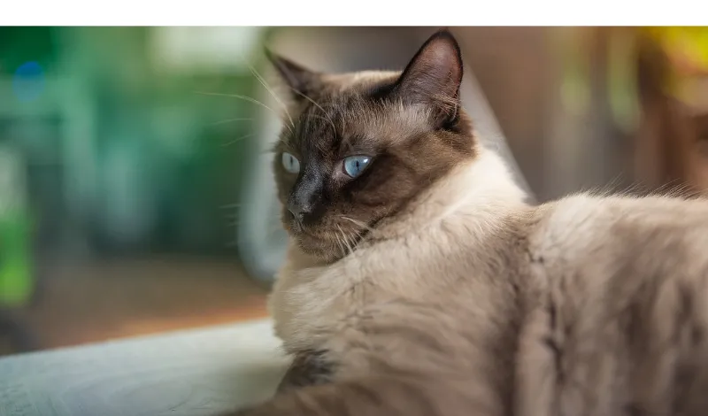 bad-things-about-ragdoll