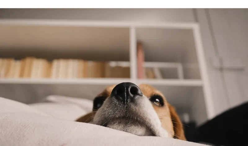 beagle-sleep-guide