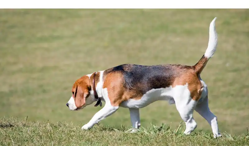 beagle-weight-loss