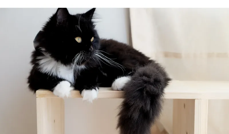 black-persian-cat