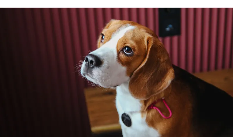 brain-games-for-beagles