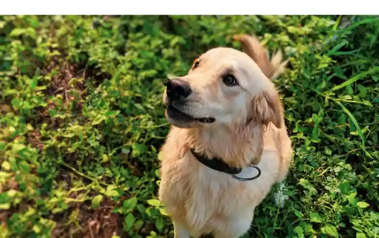 can-golden-retriever-be-vegetarian