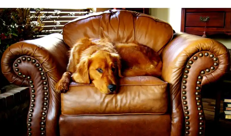 can-golden-retrievers-be-left-alone