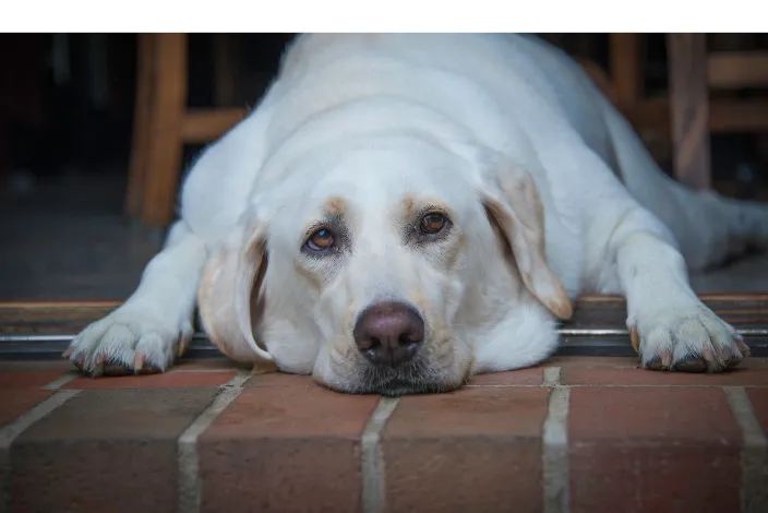 can-labrador-have-webbed-feet